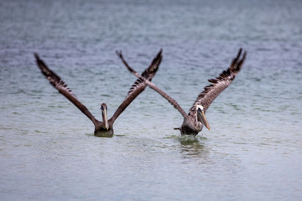 BR Kingsolver Blog Sunsets and Strategies: NINC Reflections, shows two pelicans flying