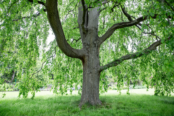 Weeping Guardian Tree
